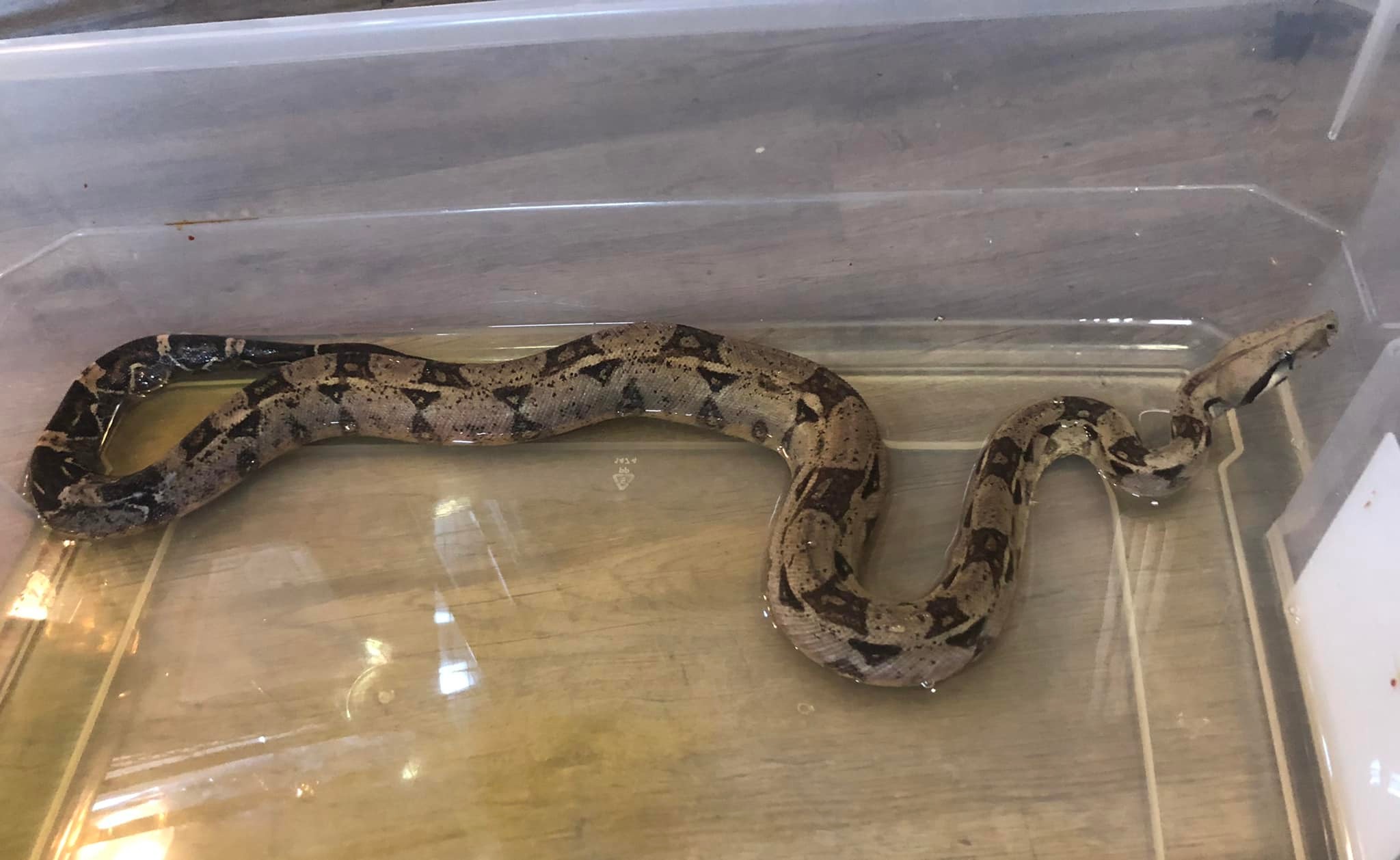 Vitamin C Deficiency in Snakes – BeWild Reptile Rescue - Snake Vitamin D3 Deficiency Test