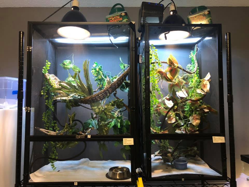 Chameleon shop enclosure setup