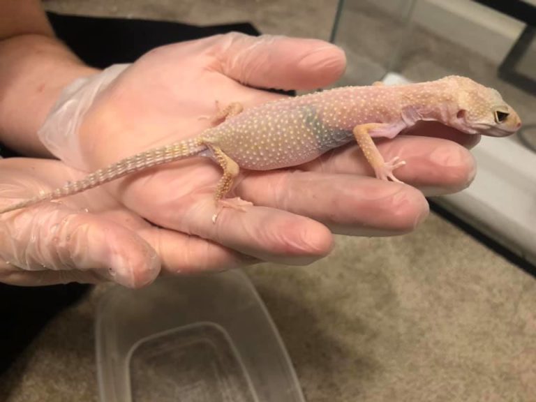 crypto disease leopard gecko