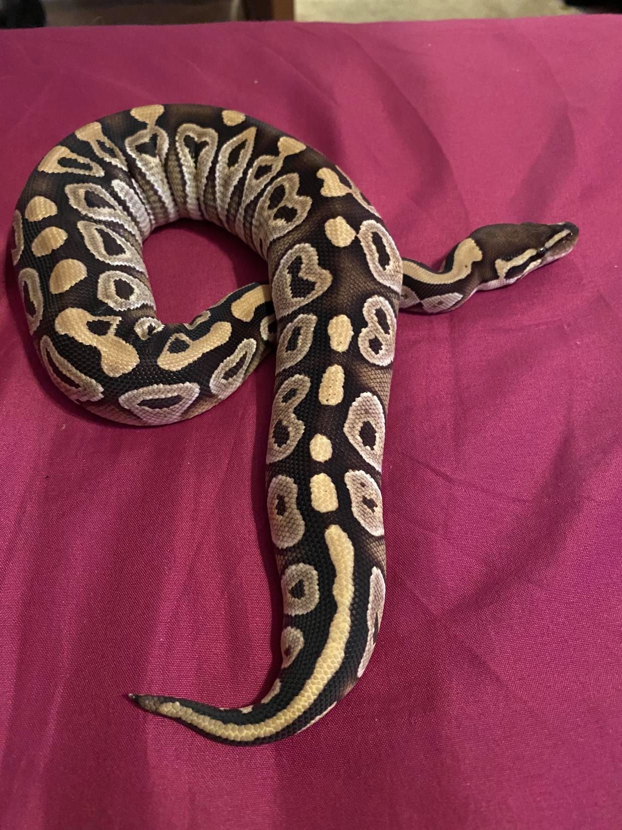 Nidovirus Snake Testing on Pythons 