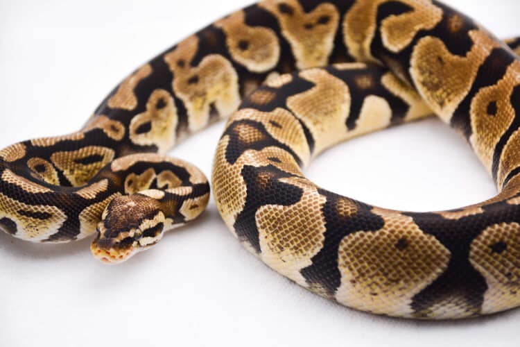 Nidovirus Snake Testing on Pythons 
