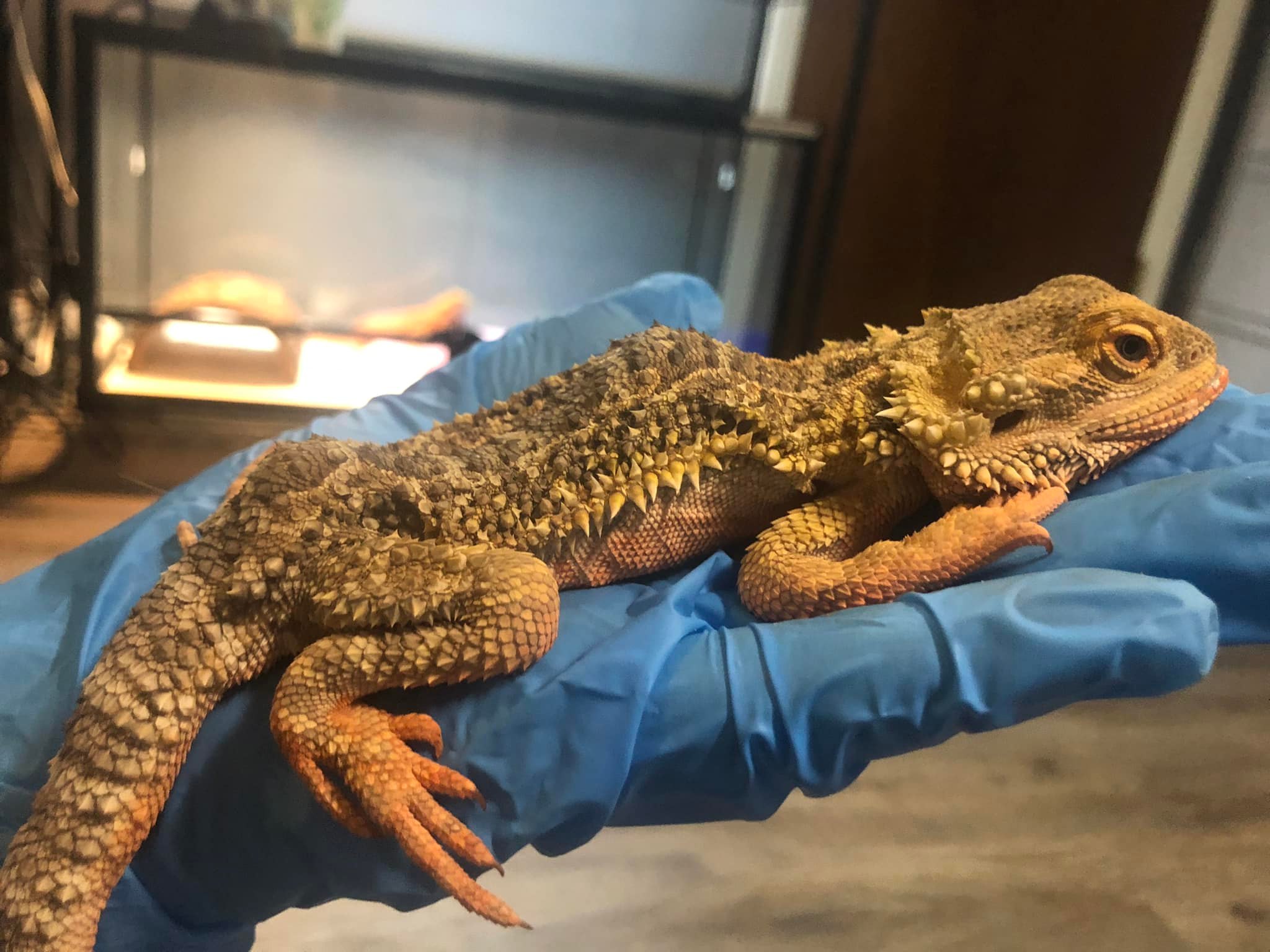 full grown bearded dragon