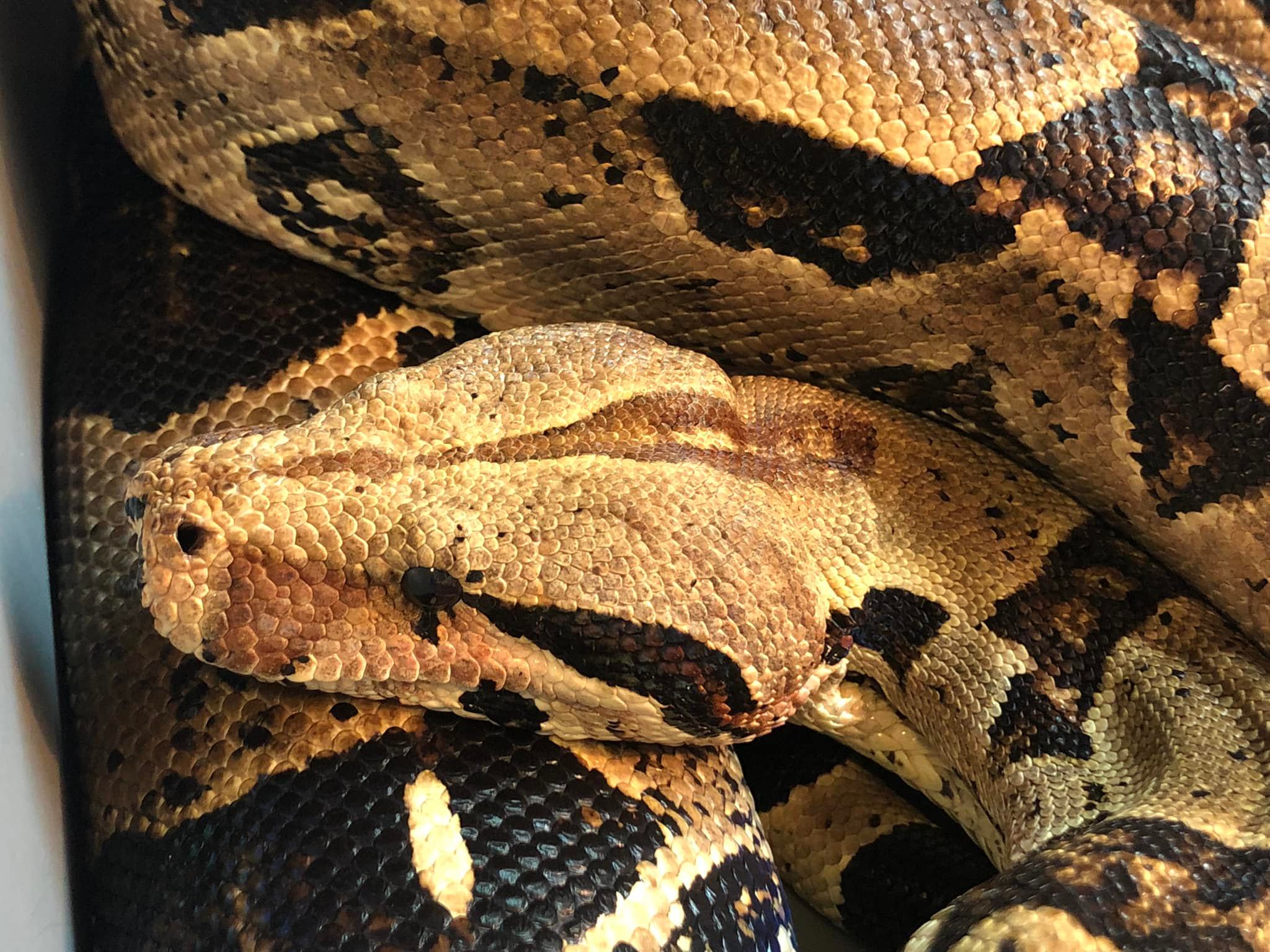 Nidovirus Snake Testing on Pythons 