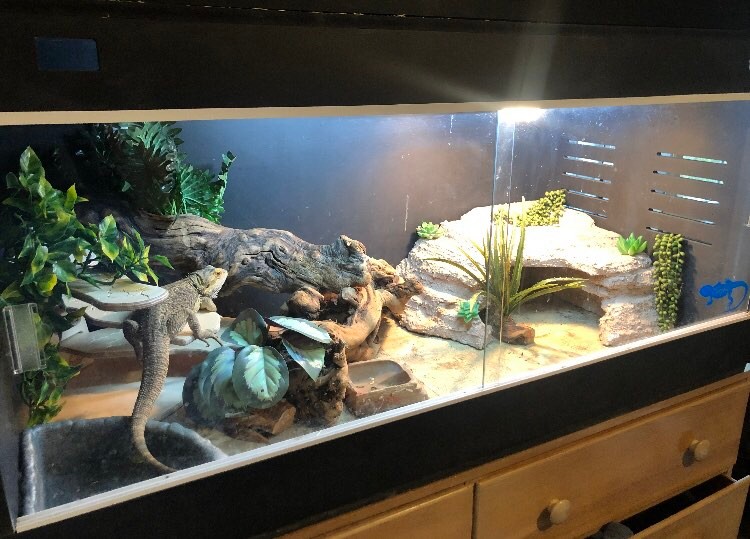 Our Bearded Dragon Tank Temperatures and Humidity Levels 