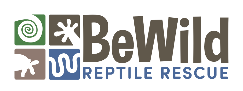 Bearded Dragon – BeWild Reptile Rescue