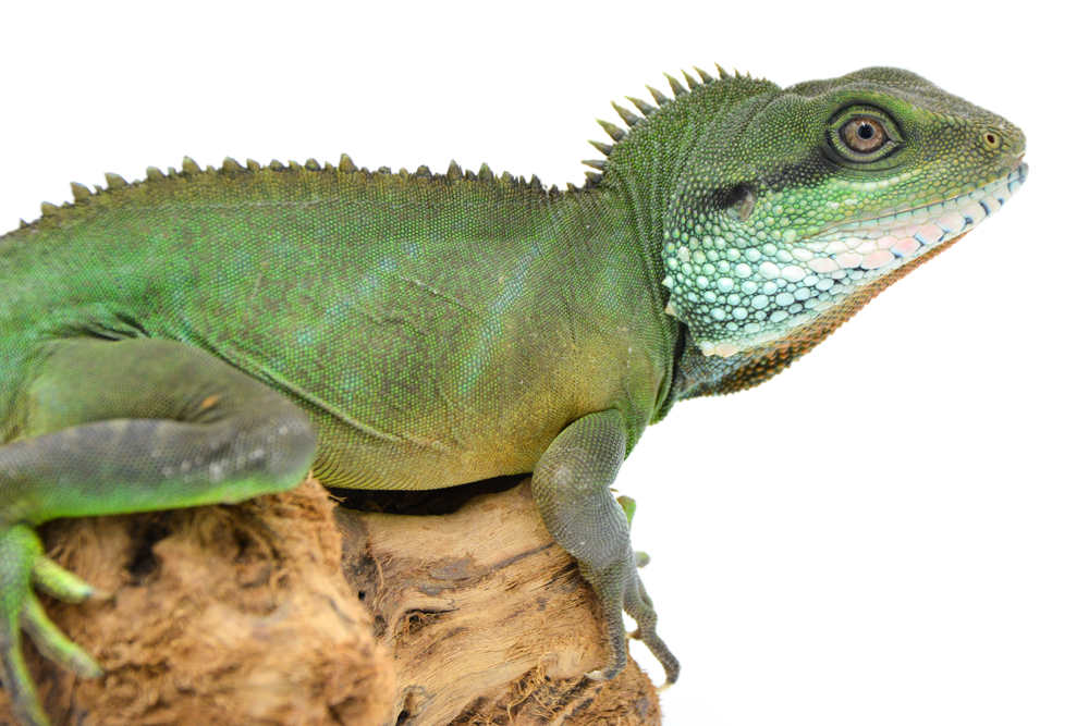 Transporting Your Pet Reptile – BeWild Reptile Rescue