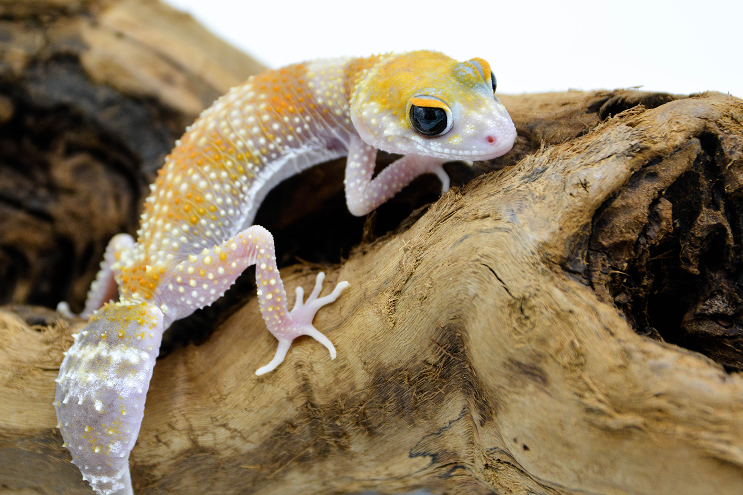 Transporting Gecko Transporting Your Pet Reptile – BeWild Reptile Rescue
