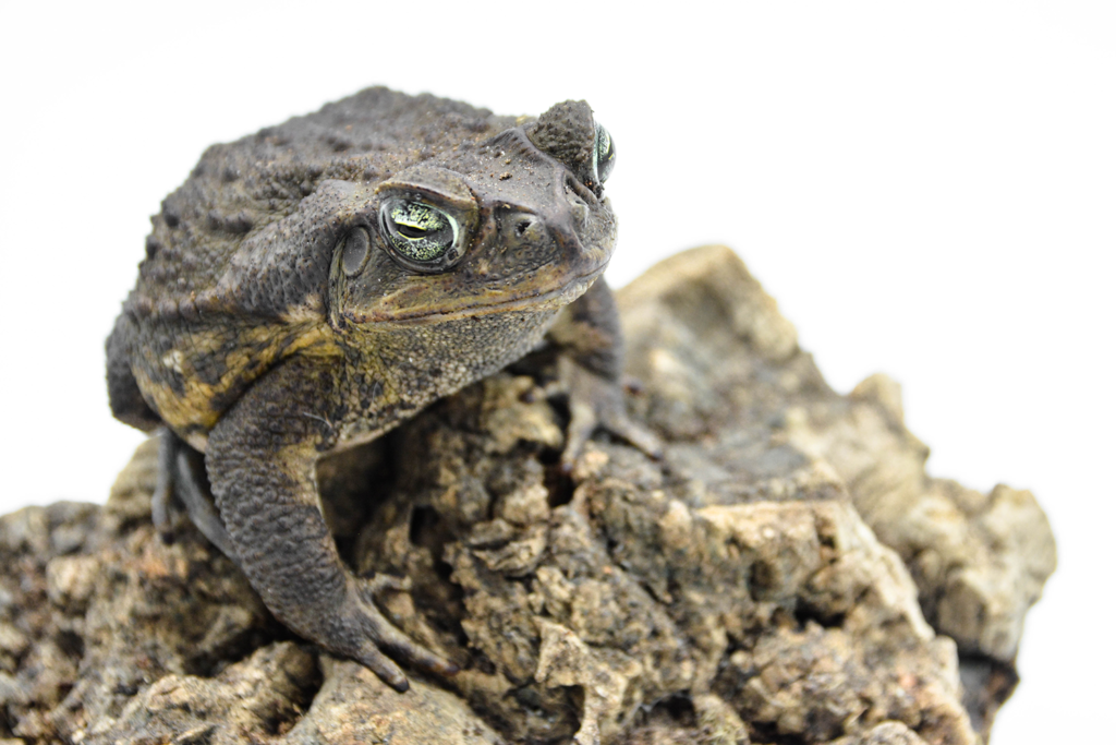 View of Transporting Your Pet Reptile – BeWild Reptile Rescue