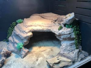 Bearded Dragon – BeWild Reptile Rescue