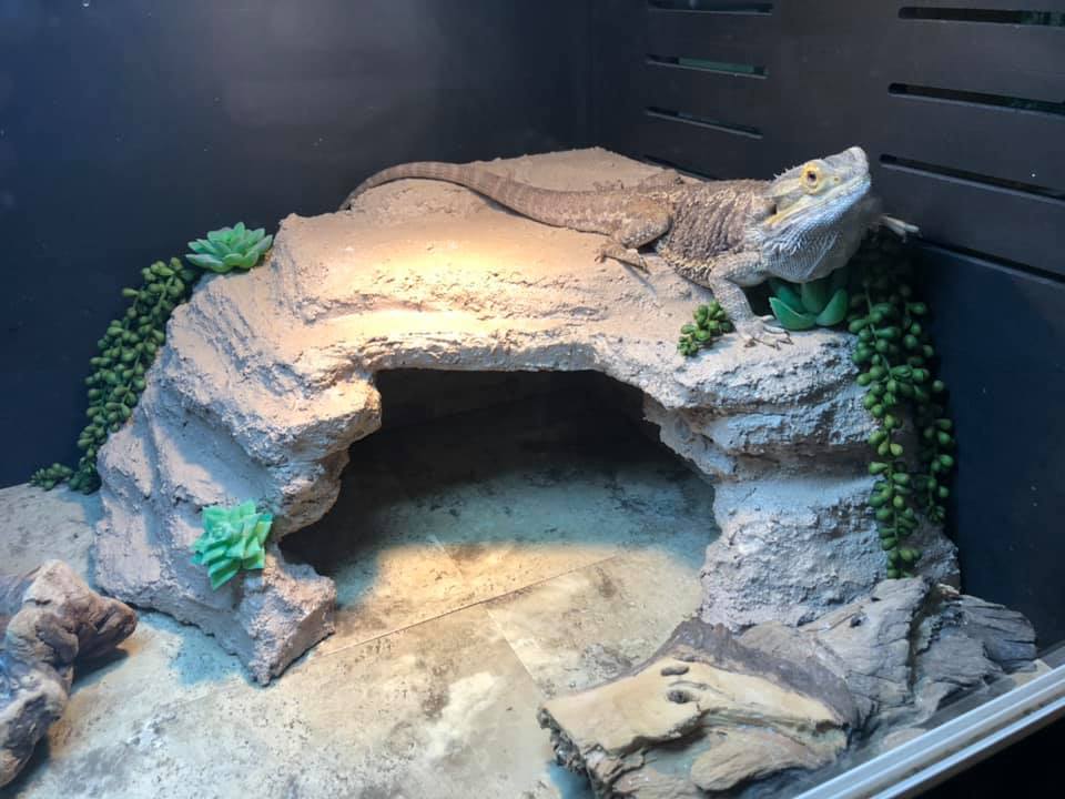Is my dragons basking spot safe/ok? Pics of enclosure. : r/BeardedDragons