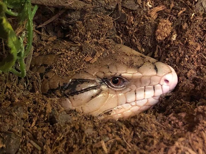 Blue-tongued skink – BeWild Reptile Rescue