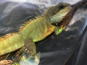 full grown male chinese water dragon