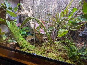 crested gecko enclosure, crested gecko cage, crested gecko set-up, crested gecko bioactive